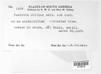 Puccinia obliqua image